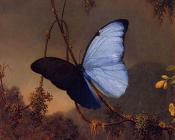 马丁 约翰逊 赫德 : Blue Morpho Butterfly